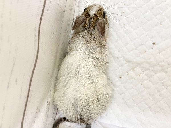 デグー