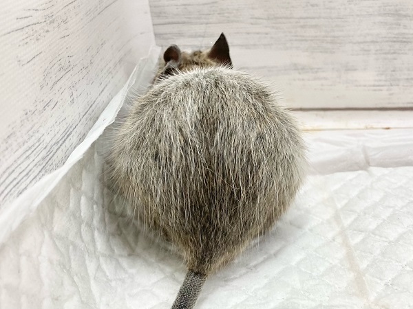 デグー