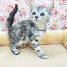 人気のネコちゃん♪　アメリカンショートヘアの女のコ 2025.8/23撮影