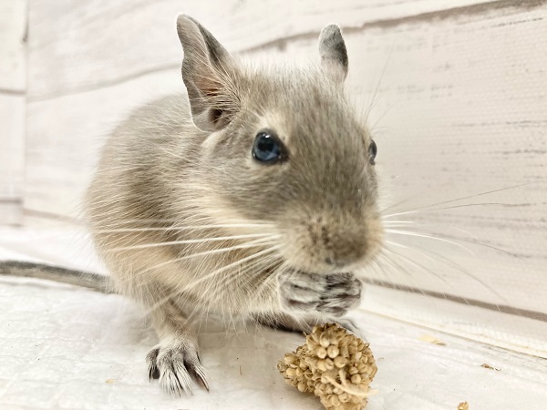 デグー（ブルー）　ごはんを独り占めしたい！元気いっぱいな男の子！