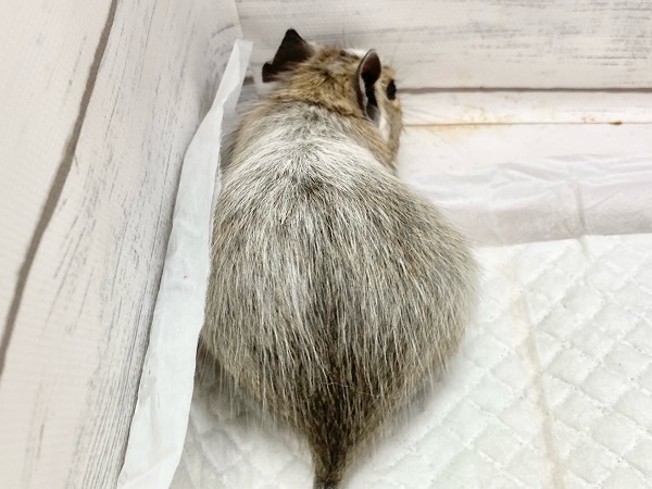 デグー