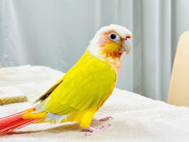 【最新画像】表情豊かで癒される🫧ホオミドリウロコインコ(サンチーク) ホオミドリウロコインコ