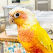 【最新画像】表情豊かで癒される🫧ホオミドリウロコインコ（サンチーク）