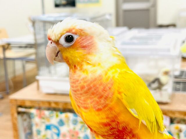 【最新画像】表情豊かで癒される🫧ホオミドリウロコインコ(サンチーク) ホオミドリウロコインコ