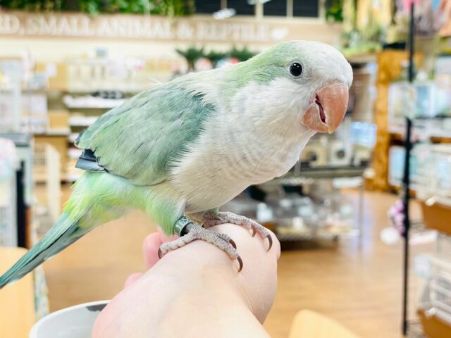 オキナインコ