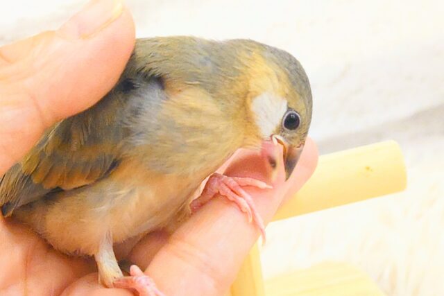 【最新画像更新🪄】🌸睡眠と食欲どっちが勝つの〜??🐣桜文鳥 ヒナ 桜文鳥
