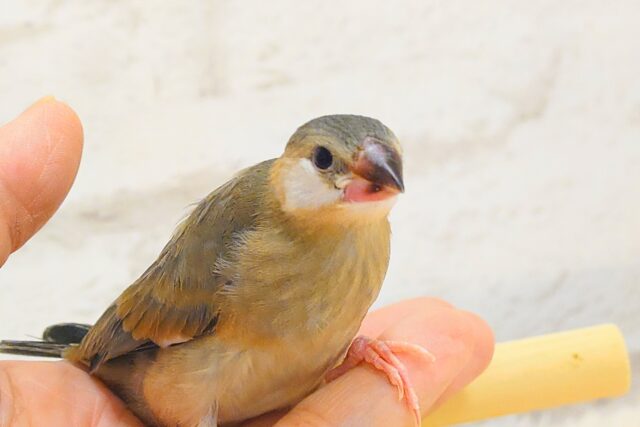 【最新画像更新🪄】🌸睡眠と食欲どっちが勝つの〜??🐣桜文鳥 ヒナ 桜文鳥