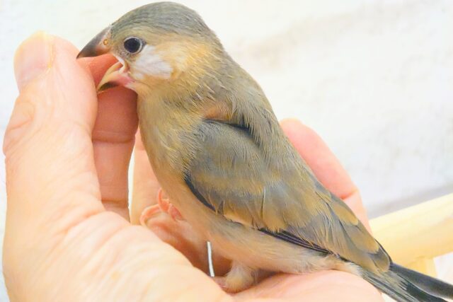 【最新画像更新🪄】🌸睡眠と食欲どっちが勝つの〜??🐣桜文鳥 ヒナ 桜文鳥