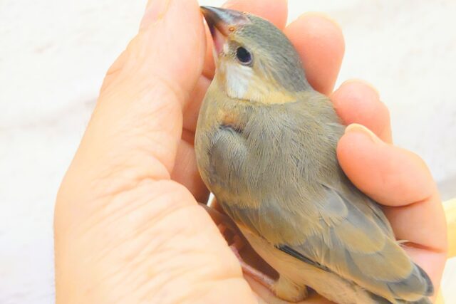 【最新画像更新🪄】🌸睡眠と食欲どっちが勝つの〜??🐣桜文鳥 ヒナ 桜文鳥