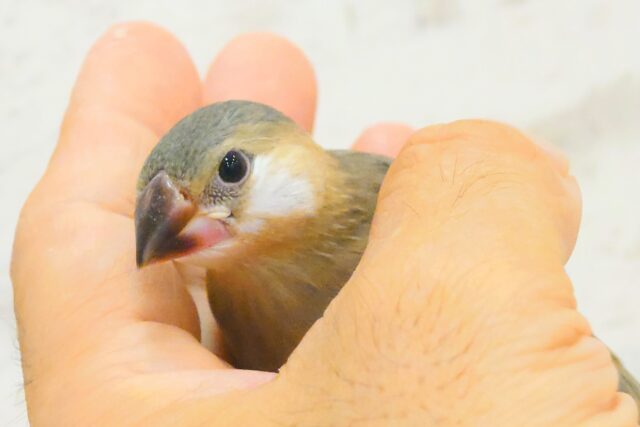 【最新画像更新🪄】🌸睡眠と食欲どっちが勝つの〜??🐣桜文鳥 ヒナ 桜文鳥
