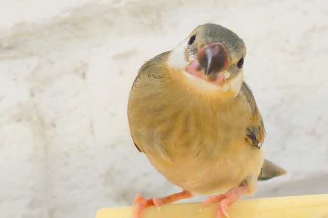 【最新画像更新🪄】🌸睡眠と食欲どっちが勝つの〜??🐣桜文鳥 ヒナ 桜文鳥