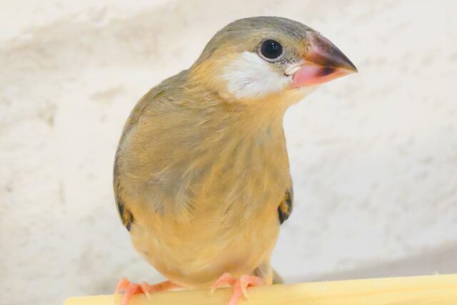 【最新画像更新🪄】🌸睡眠と食欲どっちが勝つの〜??🐣桜文鳥 ヒナ 桜文鳥