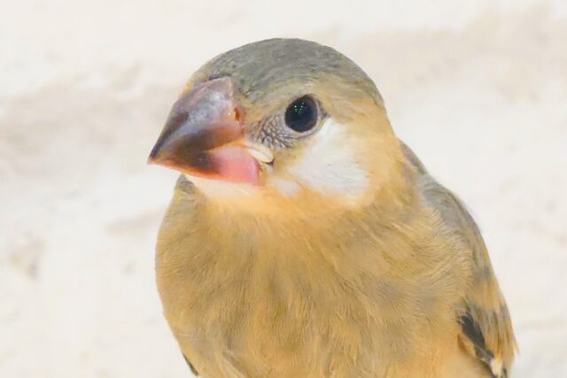 【最新画像更新🪄】🌸睡眠と食欲どっちが勝つの〜??🐣桜文鳥 ヒナ 桜文鳥