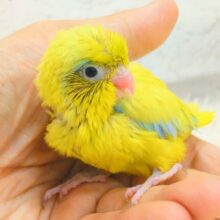 最新画像になります☆　ｷｭﾙっで～キラキラライム💚マメルリハ(アメリカンイエロー)男の子 ヒナ