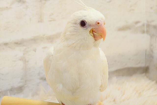 オカメインコ