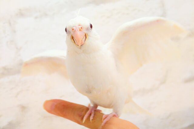 オカメインコ
