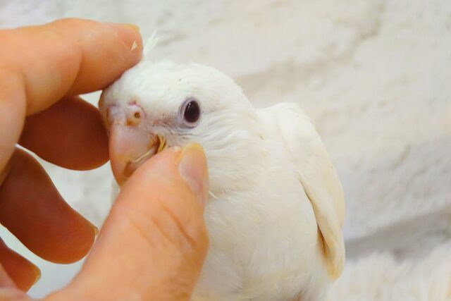 オカメインコ
