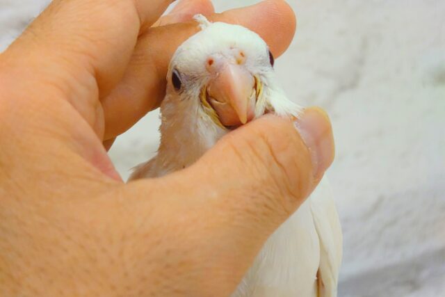 オカメインコ