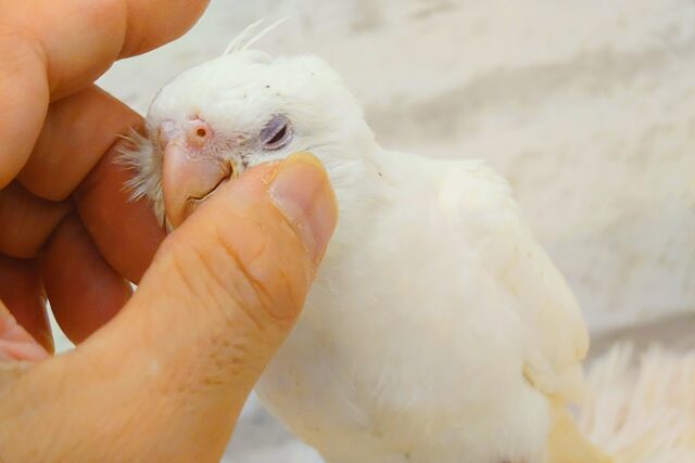 オカメインコ