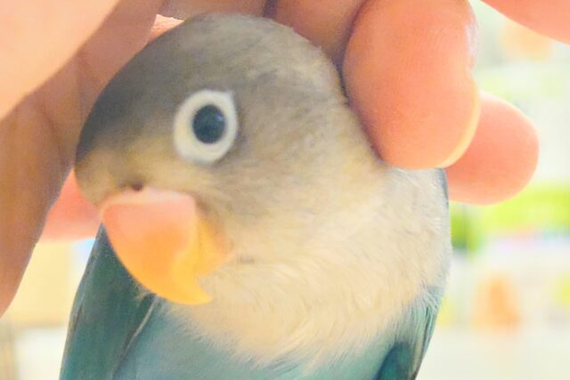 ブルーボタンインコ