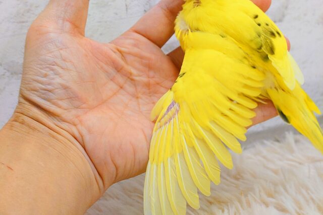 セキセイインコ