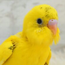 最新画像になります☆　かまってアピールで猪突猛・進・🐗💛元気っ子‪☆セキセイインコ(ハルクイン) ヒナ