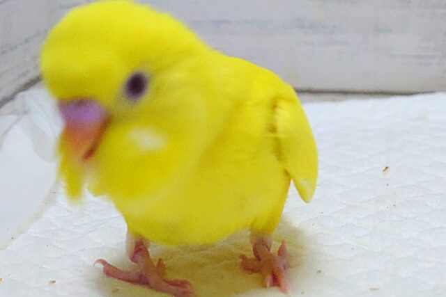 最新画像になりますっ☆ ぴょんと出て、ふわっとなってー、ぽーっとする🐣🌟 セキセイインコ(ルチノー) セキセイインコ