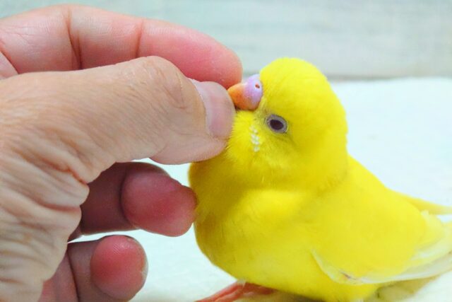 セキセイインコ