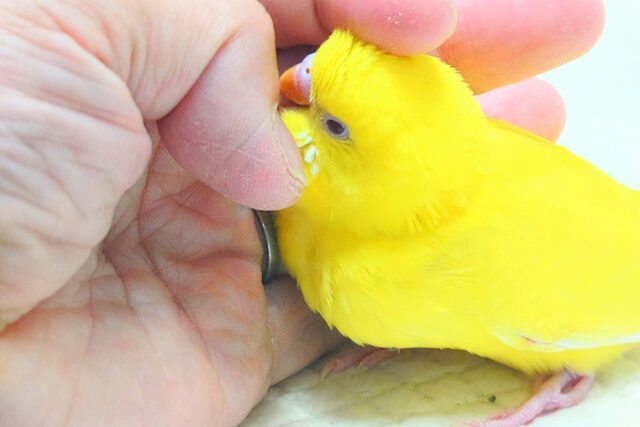 最新画像になりますっ☆ ぴょんと出て、ふわっとなってー、ぽーっとする🐣🌟 セキセイインコ(ルチノー) セキセイインコ