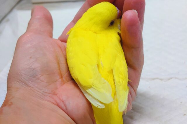 最新画像になりますっ☆ ぴょんと出て、ふわっとなってー、ぽーっとする🐣🌟 セキセイインコ(ルチノー) セキセイインコ
