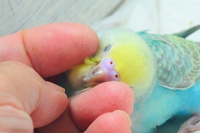 最新画像になりますっ☆ 王道レインボー👑🌈 セキセイインコ(パステルレインボー) セキセイインコ