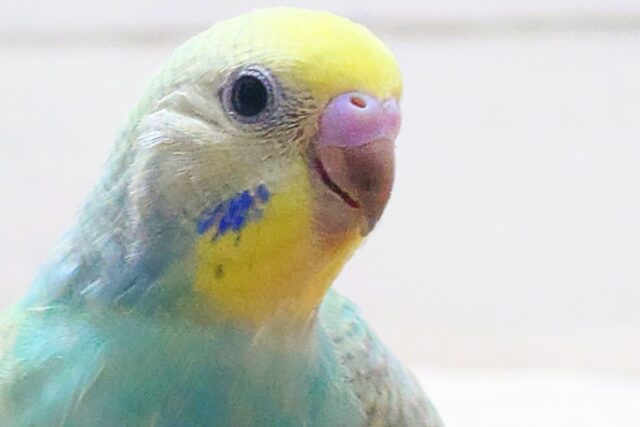最新画像になりますっ☆ 王道レインボー👑🌈 セキセイインコ(パステルレインボー) セキセイインコ