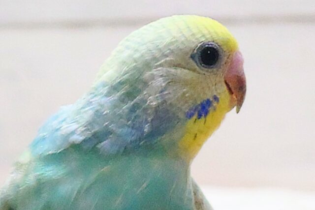 最新画像になりますっ☆ 王道レインボー👑🌈 セキセイインコ(パステルレインボー) セキセイインコ