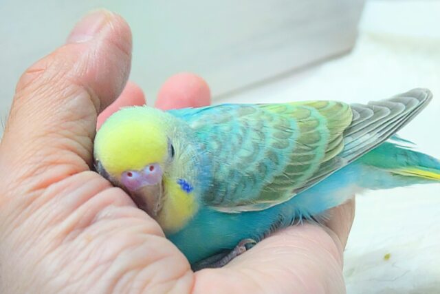 最新画像になりますっ☆ 王道レインボー👑🌈 セキセイインコ(パステルレインボー) セキセイインコ