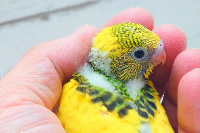 テンション上がり、足ポッポあたたかさん～　セキセイインコ　パイド～～