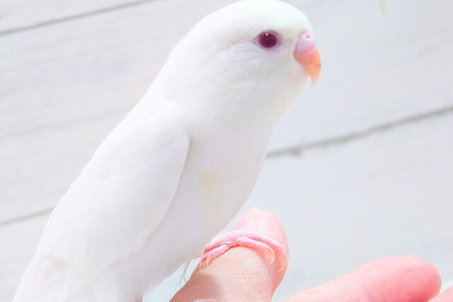 最新画像になります☆ ほわほわホワイト🤍🤍セキセイインコ(アルビノ) セキセイインコ