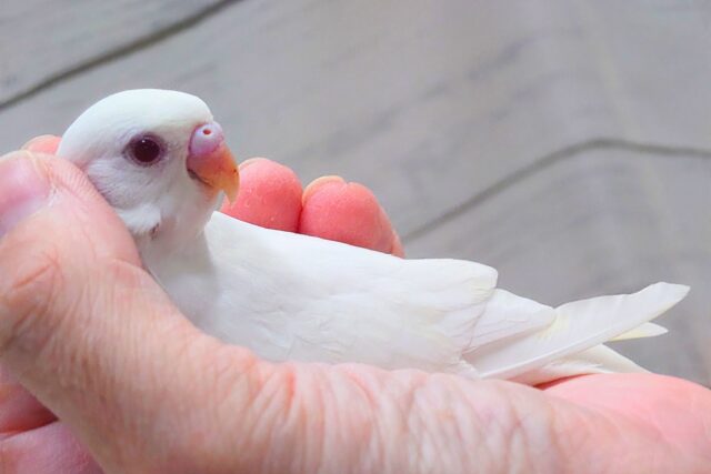 最新画像になります☆ ほわほわホワイト🤍🤍セキセイインコ(アルビノ) セキセイインコ