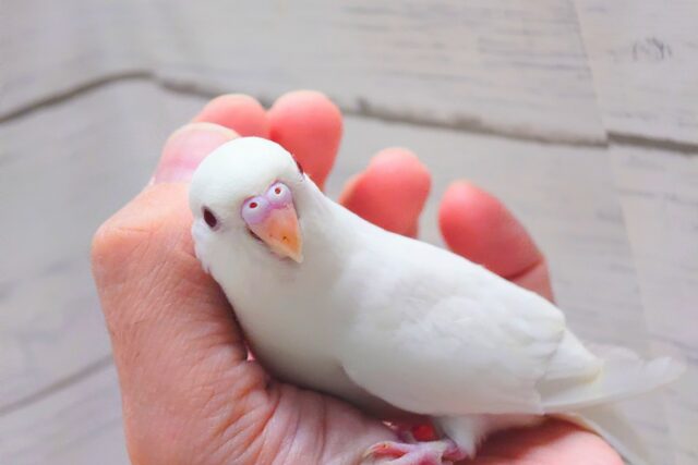 最新画像になります☆ ほわほわホワイト🤍🤍セキセイインコ(アルビノ) セキセイインコ