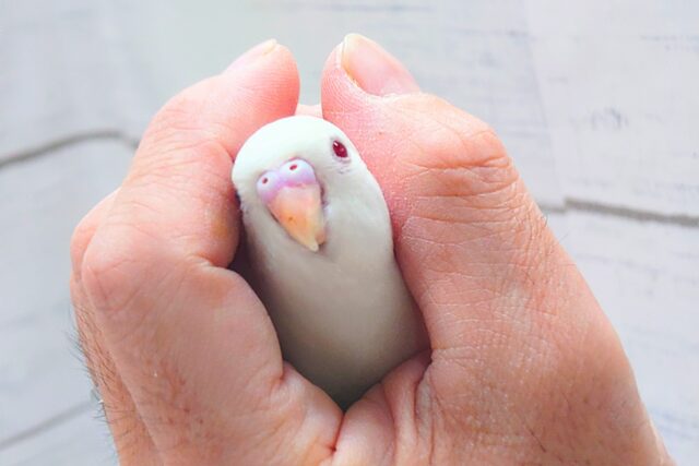 最新画像になります☆ ほわほわホワイト🤍🤍セキセイインコ(アルビノ) セキセイインコ