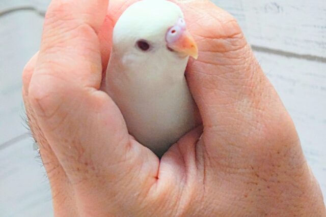 最新画像になります☆ ほわほわホワイト🤍🤍セキセイインコ(アルビノ) セキセイインコ