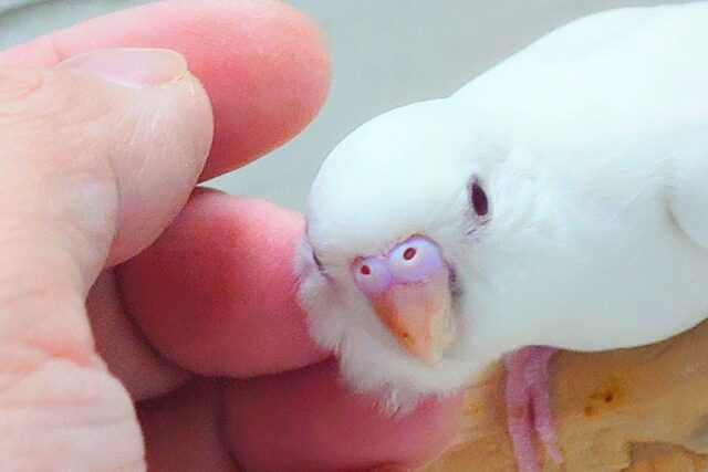 最新画像になります☆ ほわほわホワイト🤍🤍セキセイインコ(アルビノ) セキセイインコ