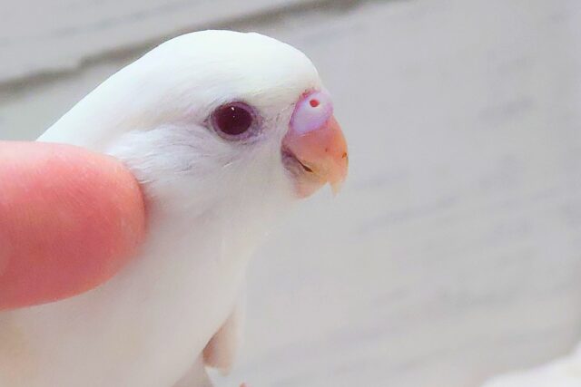 最新画像になります☆ ほわほわホワイト🤍🤍セキセイインコ(アルビノ) セキセイインコ