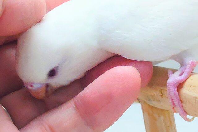 最新画像になります☆ ほわほわホワイト🤍🤍セキセイインコ(アルビノ) セキセイインコ