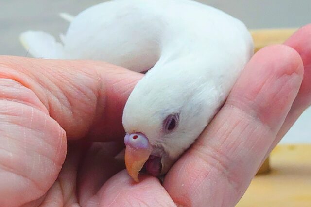 最新画像になります☆ ほわほわホワイト🤍🤍セキセイインコ(アルビノ) セキセイインコ