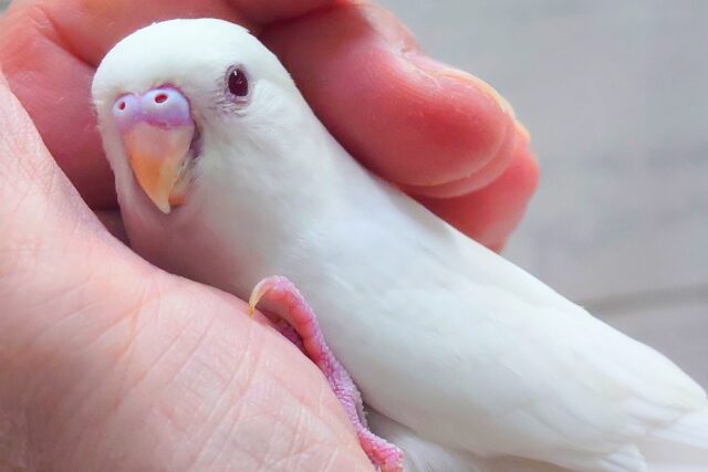 最新画像になります☆ ほわほわホワイト🤍🤍セキセイインコ(アルビノ) セキセイインコ