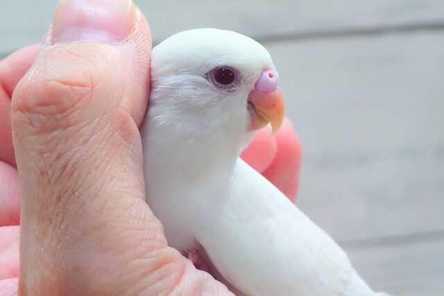 最新画像になります☆ ほわほわホワイト🤍🤍セキセイインコ(アルビノ) セキセイインコ