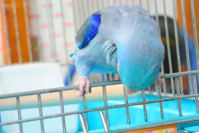 マメルリハ