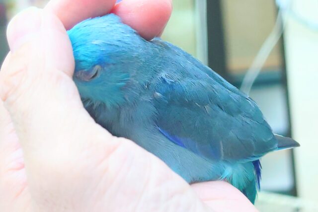 マメルリハ