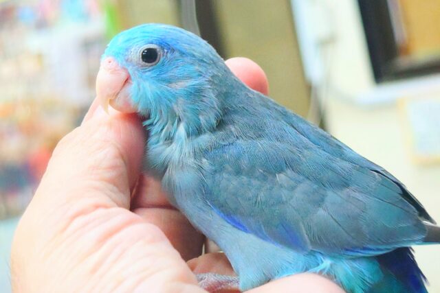 マメルリハ