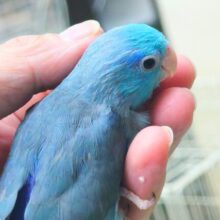 【🆙最新画像アリ🆙】甘え方はBIG☆彡　マメルリハ（ブルー）